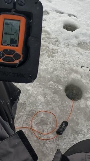#shorts Берш со льда на алтынку #fishing смотреть онлайн