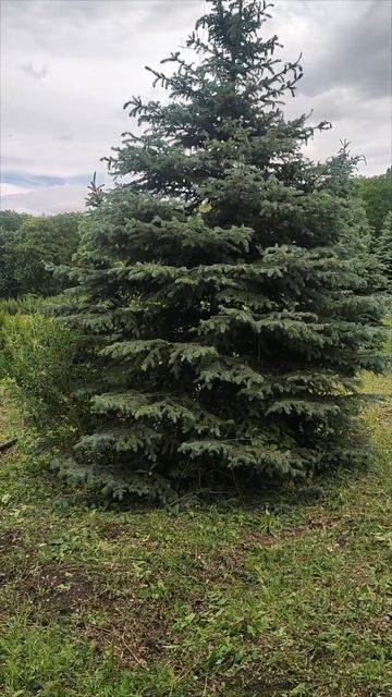 Ели в питомнике в Пятигорске #пятигорск #ели#питомник#? смотреть онлайн