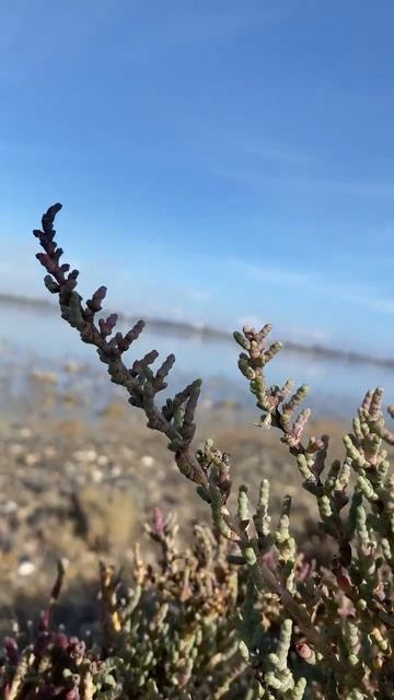 Фламинго прилетели соленое озеро Ларнака | Flamingo salt lake L смотреть онлайн