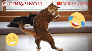 Приколы с Котами и  Кошками-20 минут смеха с озвучкой😈СМЕШНОЕ ВИДЕО😈Наши любимые смешные животные!