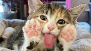 Смешные животные Восхитительные котики и собачки