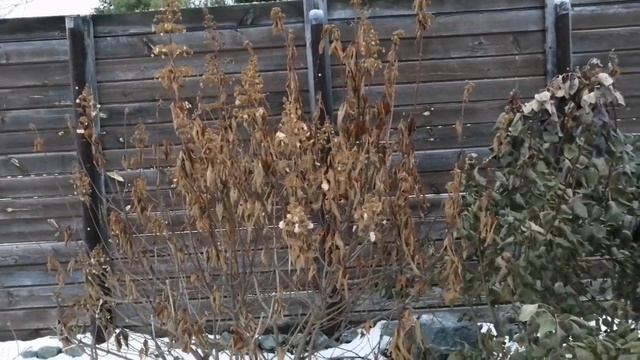 Почему не стала укрывать Королевскую Скумпию как обыч смотреть онлайн