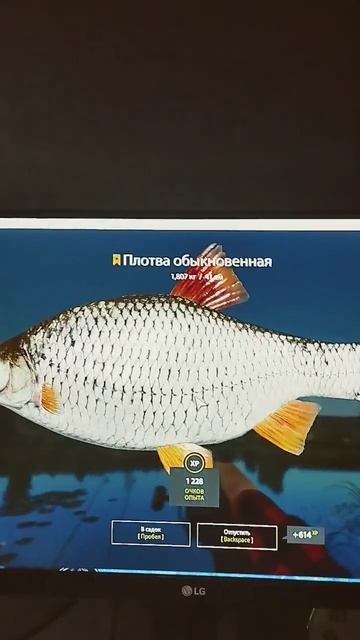 #shorts Русская рыбалка 4 р.Сура Трофей.Плотва 1.807кг смотреть онлайн