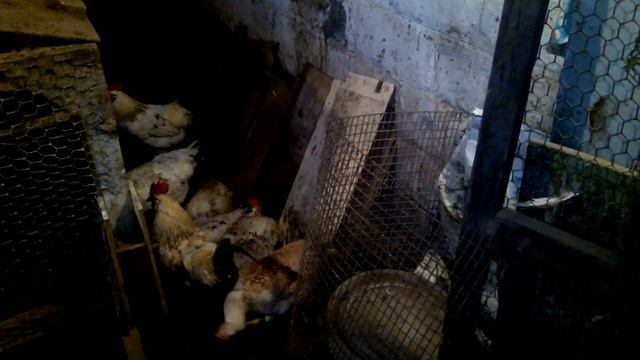 Раздельный выгул цыплят (ночью), и кур днём | VID 20170114 160230 смотреть онлайн