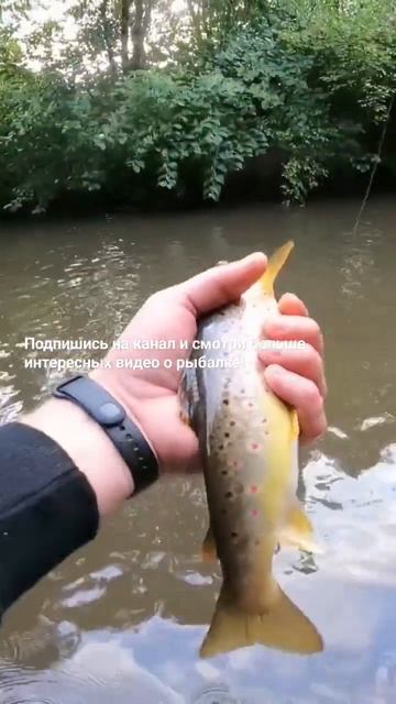 Рыбалка на СПИННИНГ, ловля дикой ФОРЕЛИ! #рыбалка2023 #shor