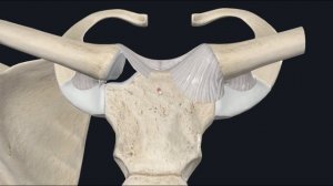 Связочный аппарат ключицы 3D Анатомия