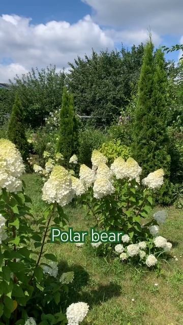 POLAR BEAR #hydrangea #гортензія #шортс #flower #garden#hortensia #paniculata #гор