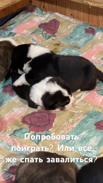 Две недели малышам исполнилось. Есть свободная девочк смотреть онлайн
