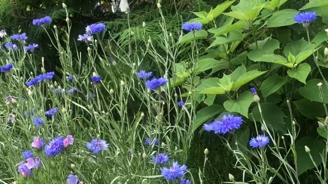 МНОГОЛЕТНИЕ ВАСИЛЬКИ и КАРПАТСКИЕ ГОЛУБЫЕ КОЛОКОЛЬЧИ смотреть онлайн