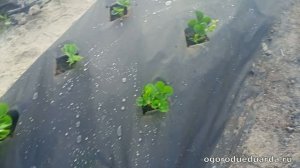 Сажаю саженцы ремонтантной клубники Ания. 26 июля. Подм