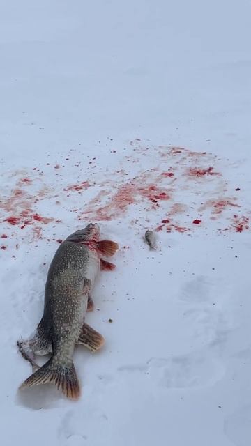 Қоқай +1 трофей #рыбалка #fishing #щука #рыболовная #врек #ры смотреть онлайн