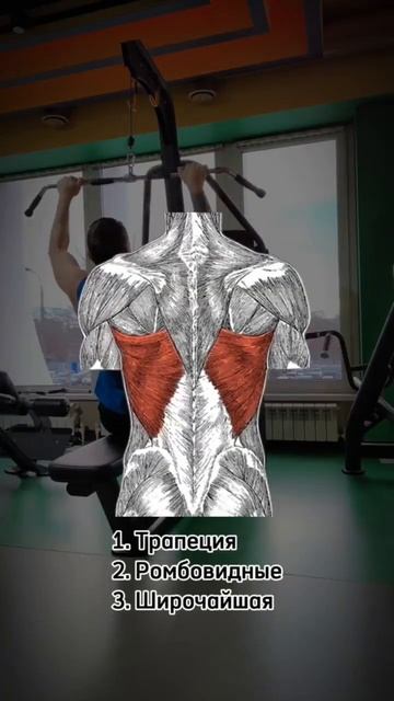 Качаем мощную спину. Тяга блока, правильная техника вы смотреть онлайн