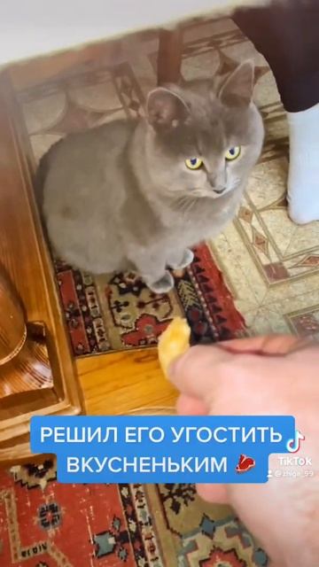 Пока все ели КОТЭ сидел и грустил 😞 #shorts смотреть онлайн