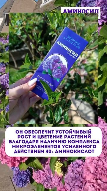 Как поддержать активное цветение у гортензий? #аминос? смотреть онлайн