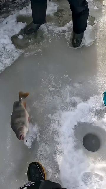 Огромный окунь весом 1,9 кг