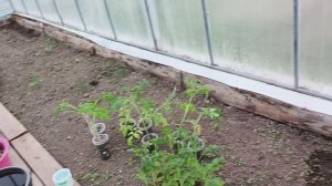 Гостей проводили,томаты вынесли в теплицу .