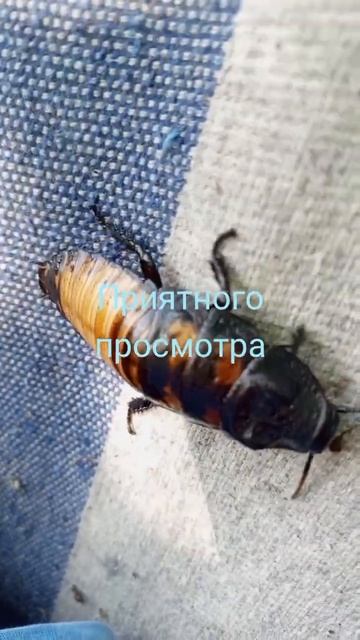 таракан отдыхает на гамаке смотреть онлайн