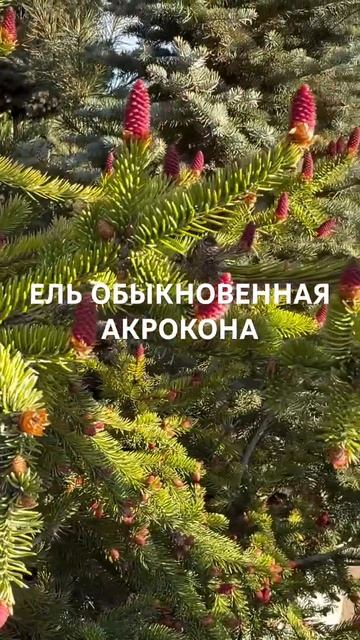 ЕЛЬ ОБЫКНОВЕННАЯ АКРОКОНА в большом ассортименте в са смотреть онлайн
