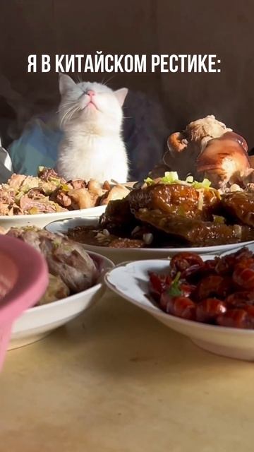 Ну очень вкушна #китай #китайцы #китайскийязык #китайский #котики #кот #коты #мем #мемы #котик