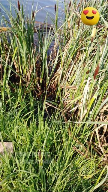 Рыбалка на фидер весной 🎣🐟 #inventivefisherman #рыболовкостя смотреть онлайн