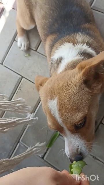 Белка и зеленый горошек. Что может быть вкуснее? #соба? смотреть онлайн