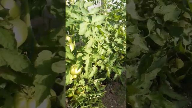 томатмануса#помидоры#теплица#крым# смотреть онлайн