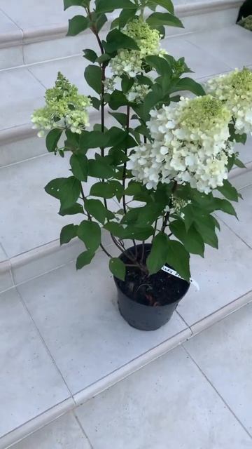 #pinky#promise #hydrangea #hortensia #гортензія #garden #flower #paniculata #shorts#гор