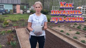 Как правильно посадить лук-севок. Как обработать лук-севок перед посадкой.