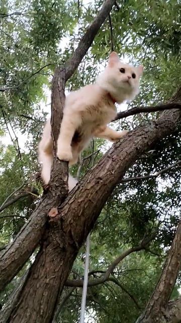 есть котопес, а у нас белкотэ. #кот #cat #собака #shorts #top #шо смотреть онлайн