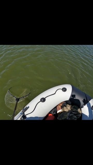 Поклёвка щуки, и пошла жара. Блесна в деле 20гр !!! #shorts#ры смотреть онлайн