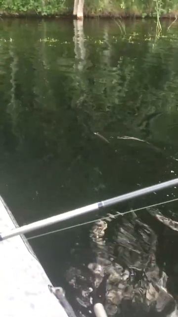 Первый трофей жены на спиннинг! Рыбалка с женой #Shorts