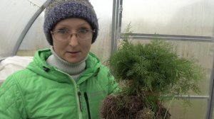 6 соток 10 мая 2025 года. 1 часть. Сею  кабачки в теплицу.