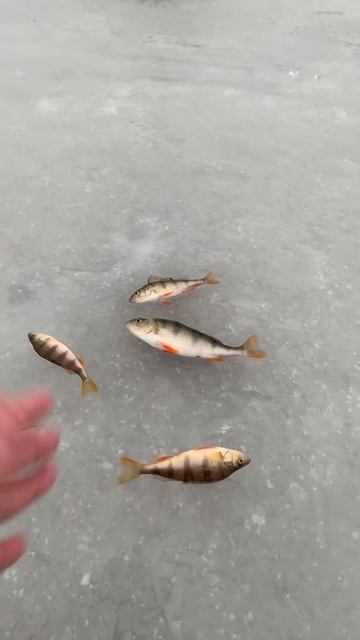 3 декабря 2024 г.