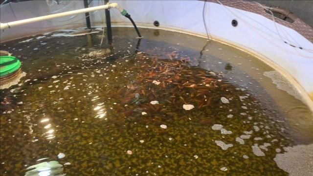 Планы...и как они "летят".Светильник сломан.Ну и тд. смотреть онлайн