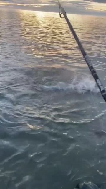 Мешок рыбы за пару часов #рыбалка #fishing #сахалин #сима смотреть онлайн