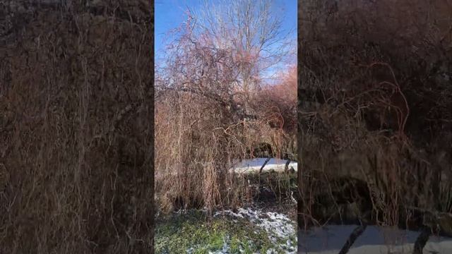 Омолаживающая обрезка ивы извилистой #обрезка #ива #са