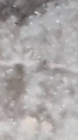 Пуховая метель