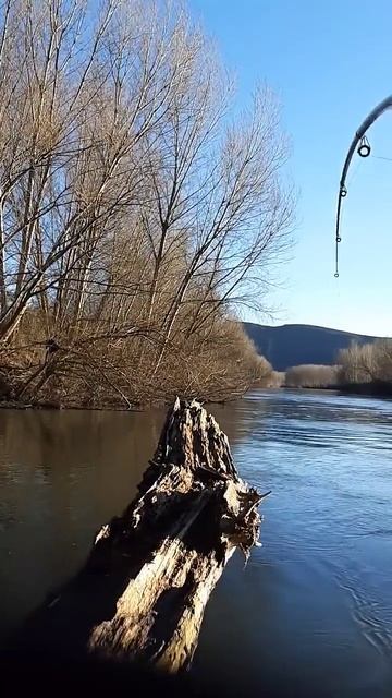 ЧУДОВИЩНЫЙ СХОД СОМА #fishing #catfish #сомы #рыбалка #catfishing