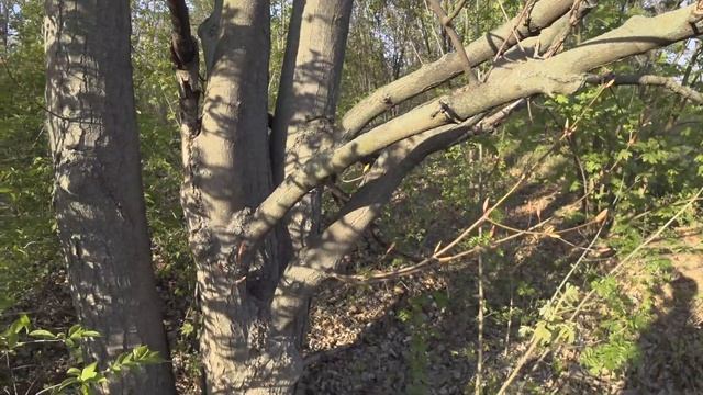 Прогулка по пустому ботаническому саду с большим привалом на солнечном склоне). 23.04.2020 смотреть онлайн