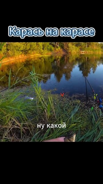 Карась на карасе 🎣 #Рыбалка #Шортс #Лайфхаки #Советы #У смотреть онлайн