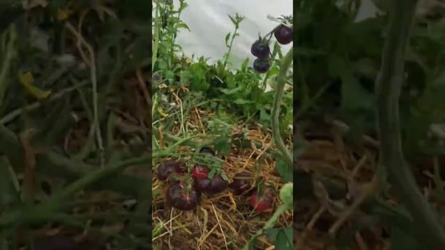 Мини обзор теплицы своей бабушки.Что там растет? смотреть онлайн