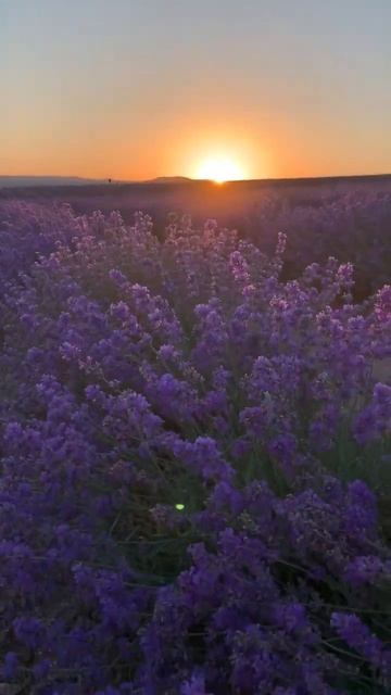 #лаванда #крым #пчелы смотреть онлайн