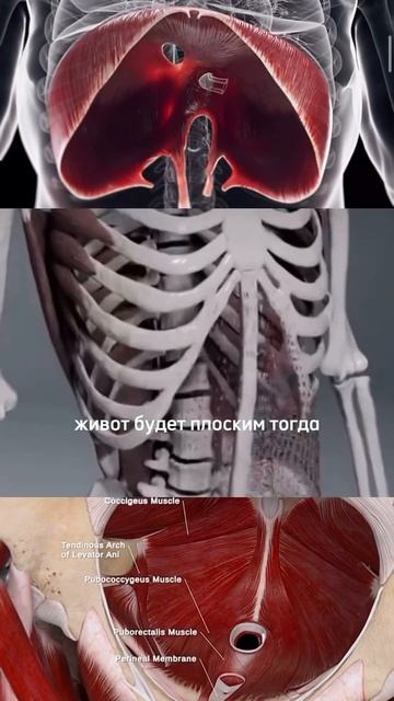 Как сделать плоский живот? Умный фитнес смотреть онлайн