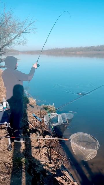 Фидерная рыбалка 2025, большой лещ! #рыбалка #фидер #лещ #f смотреть онлайн