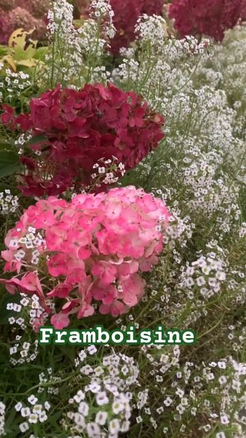 #hydrangea#hortensia#гортензия#garden#гортензія#flowers#jardin#shorts#アジサ?