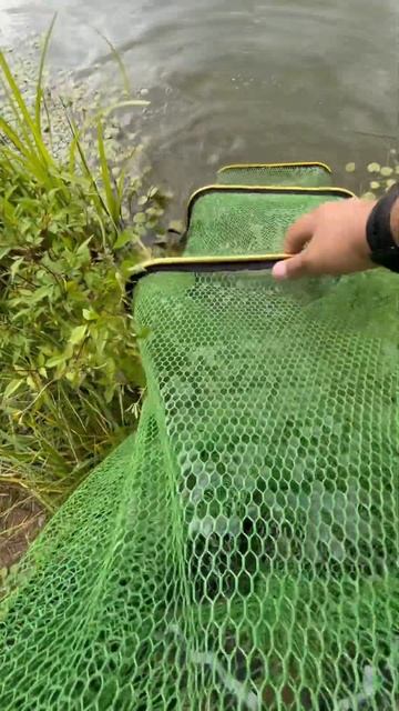 НА ЖАРЁХУ!     #карп #рыбалкавроссии #рыбалка #донки #carp #f