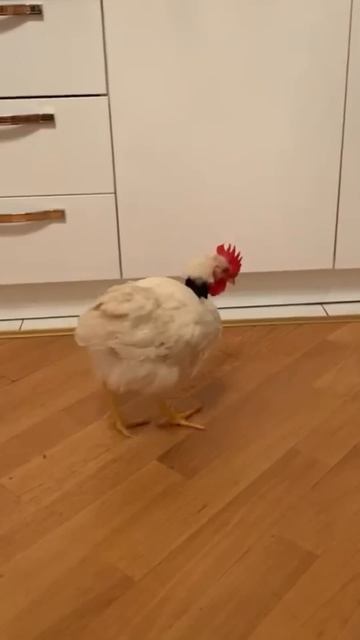 А какие необычные домашние животные были у вас?:) #цыпл? смотреть онлайн