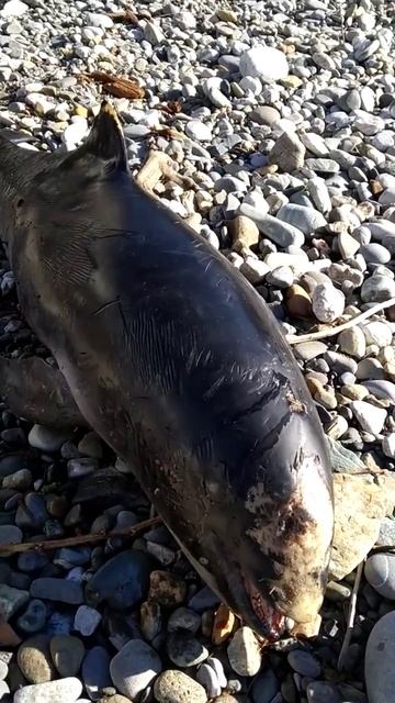 мертвый дельфиненок на берегу Сочи смотреть онлайн