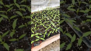 Рассада перца и вредители на ней