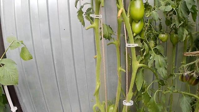 Томат Манго Джанго. Тропики на грядке! смотреть онлайн